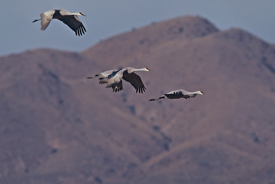  Sandhill Cranes have long since left our rural neighborhood and rattled north. 