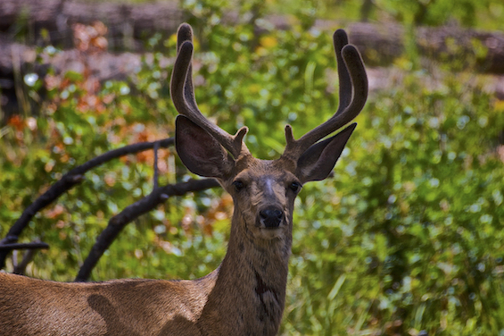 Young buck in velvet