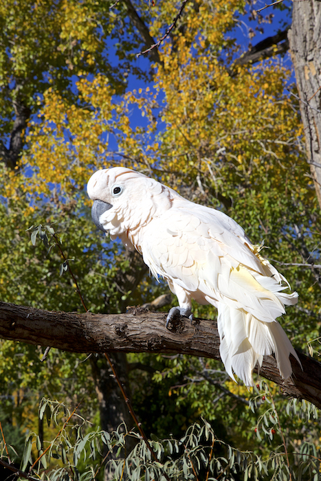 Buddy the Cockatoo in his favorite cottonwood