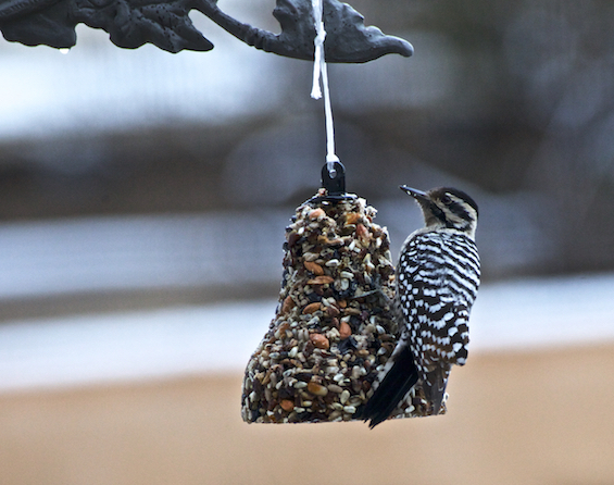 Ladder-backed woodpecker