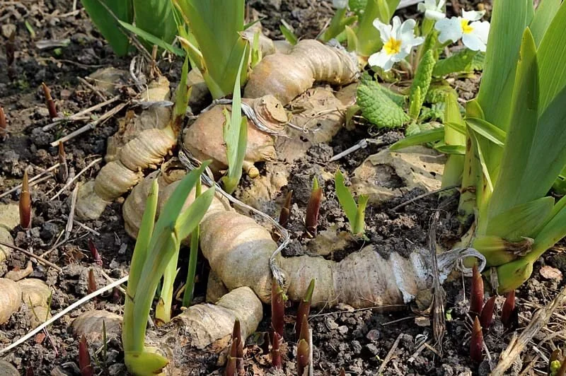 breaded iris rhizomes
