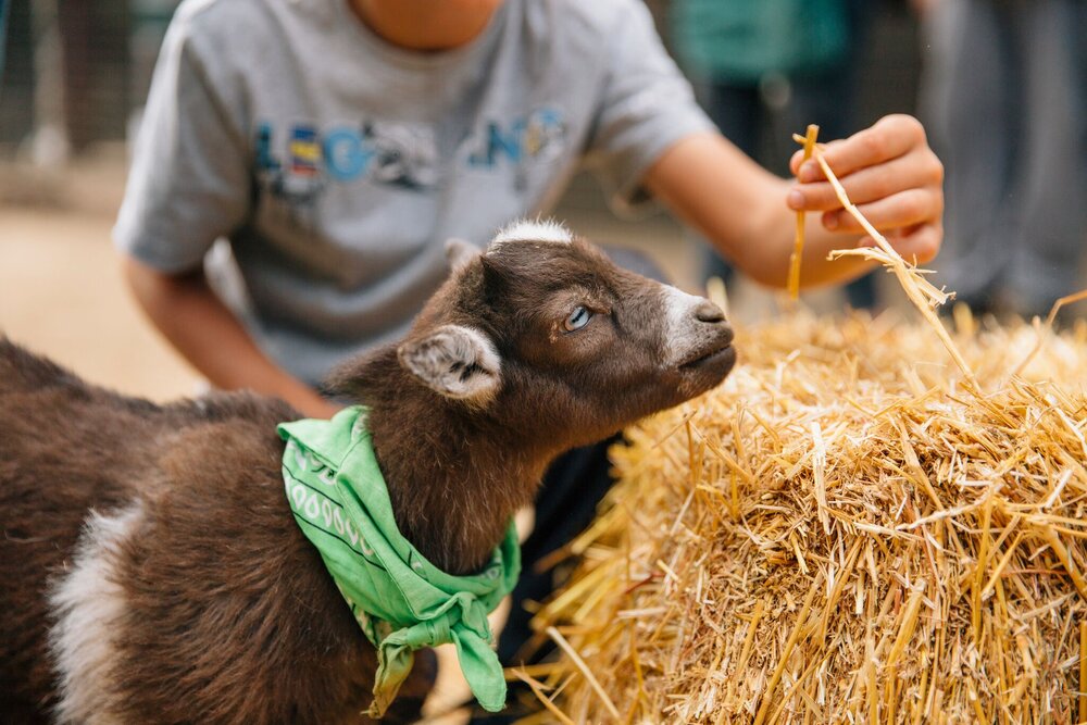 Petting Farm — Peltzer Pumpkin Farm Petting Farm — Peltzer Pumpkin Farm
