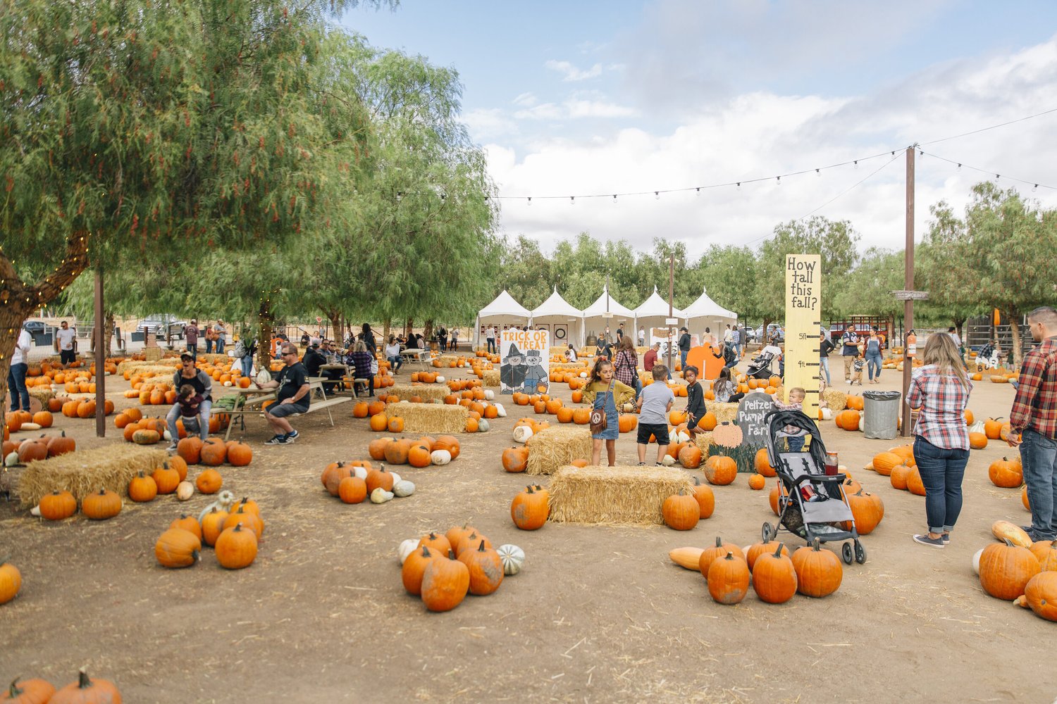 peltzer-pumpkin-farm