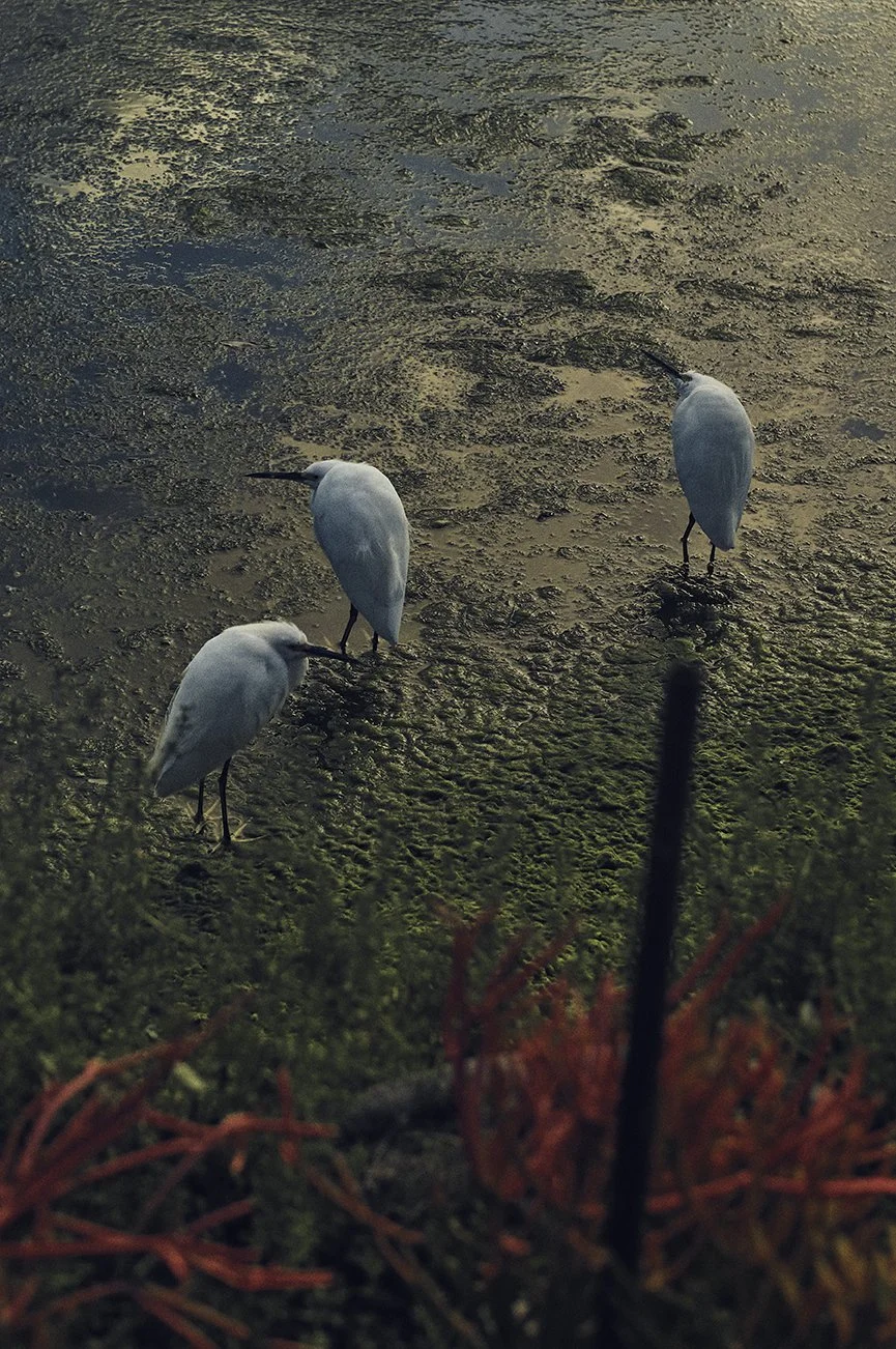 L1006790030 copy.jpg