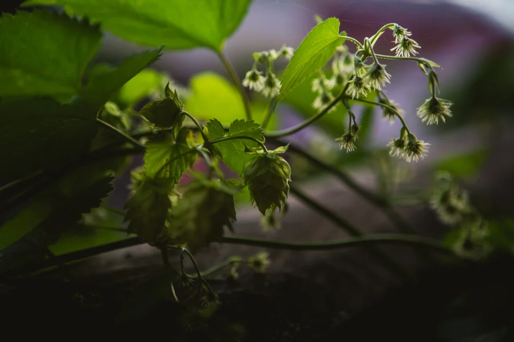 HOPS.jpg