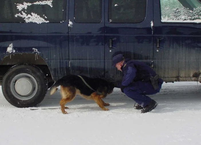A drug dog searches for fentanyl under a vehicle with the aid of the dog handler. The pooches trained at the RCMP police dog training centre in Innisfail, Albert are first trained to sniff out a liquid form of the substance before they exposed to the powder form. Once they complete their training they are able to track trace amounts of the deadly drug. 