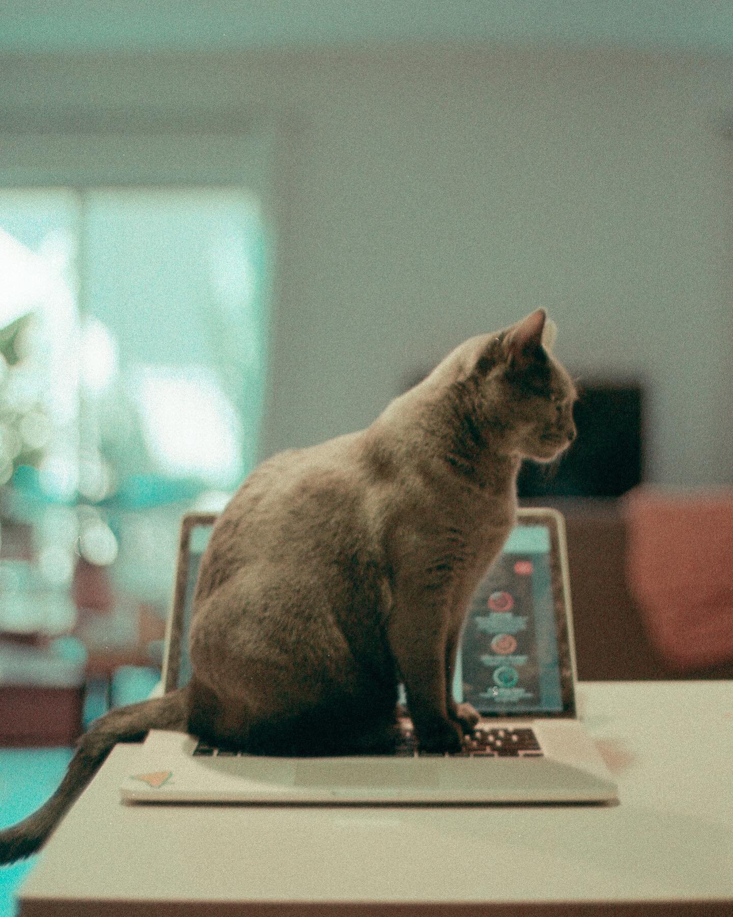 Her way of saying &ldquo;Feed me&rdquo;
&bull;
&bull;
&bull;
#inosensual #nikonfm2 #macygrey #kodak #35mmfilm #qurantinelife #meowdeling #documentary #photojournalism #grainisgood #cineamticfilms #intercollective #analoguevibes #capturethemoment #fil