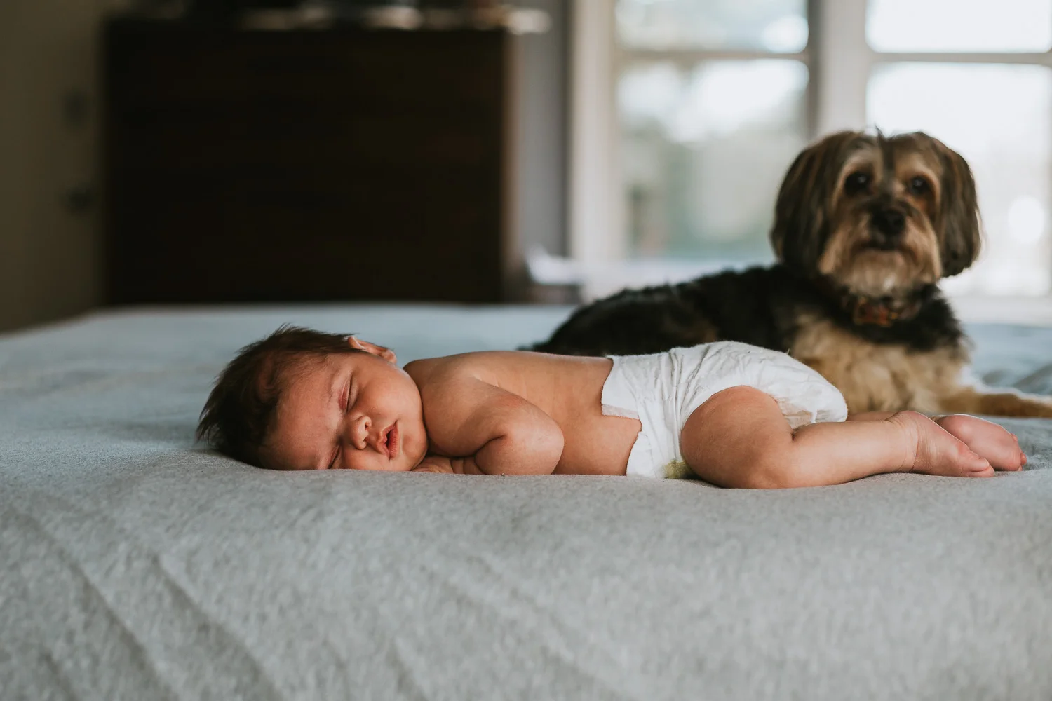 newborn-and-pet-nyc-photography.jpg