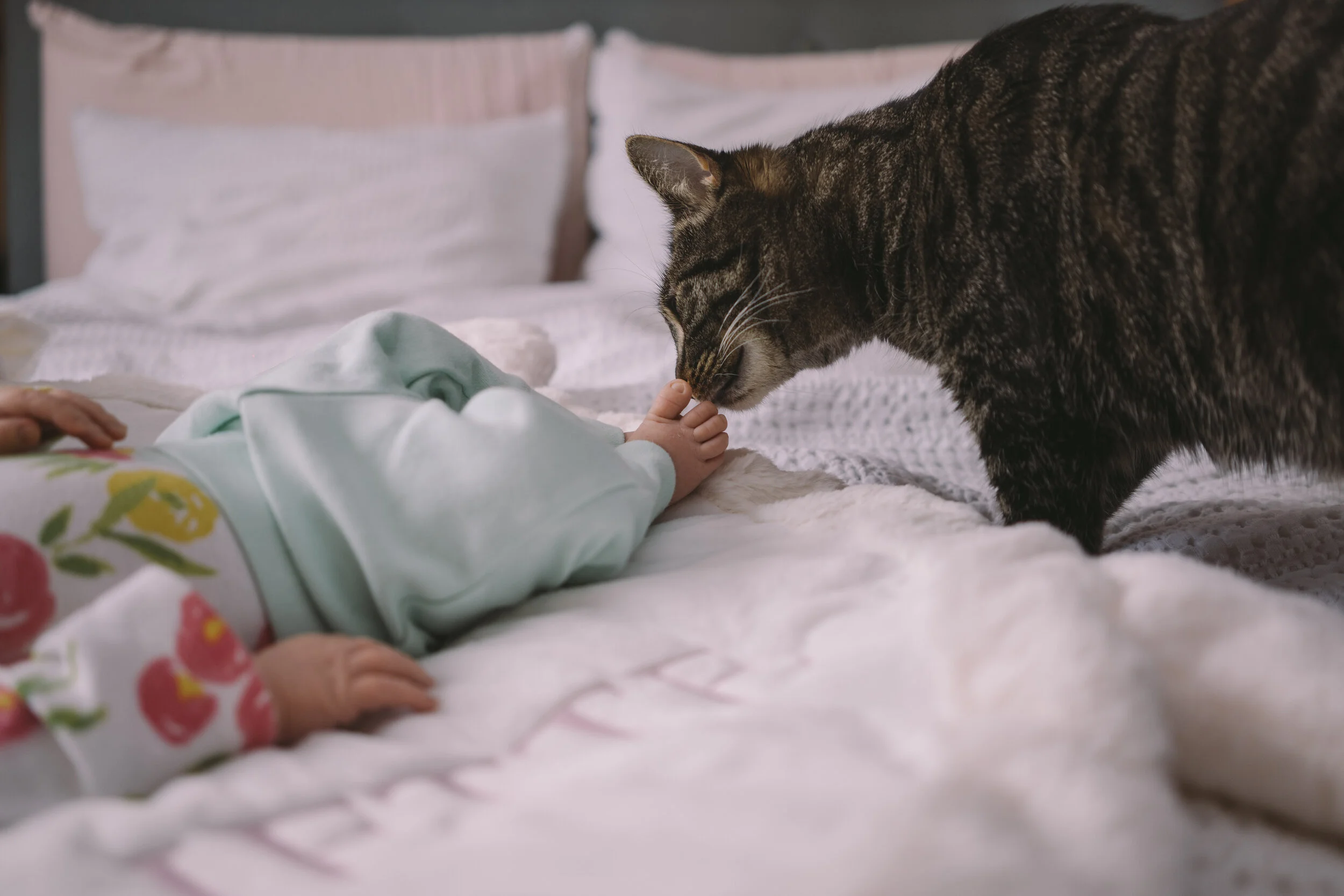 cat-licking-newborn-feet.jpg