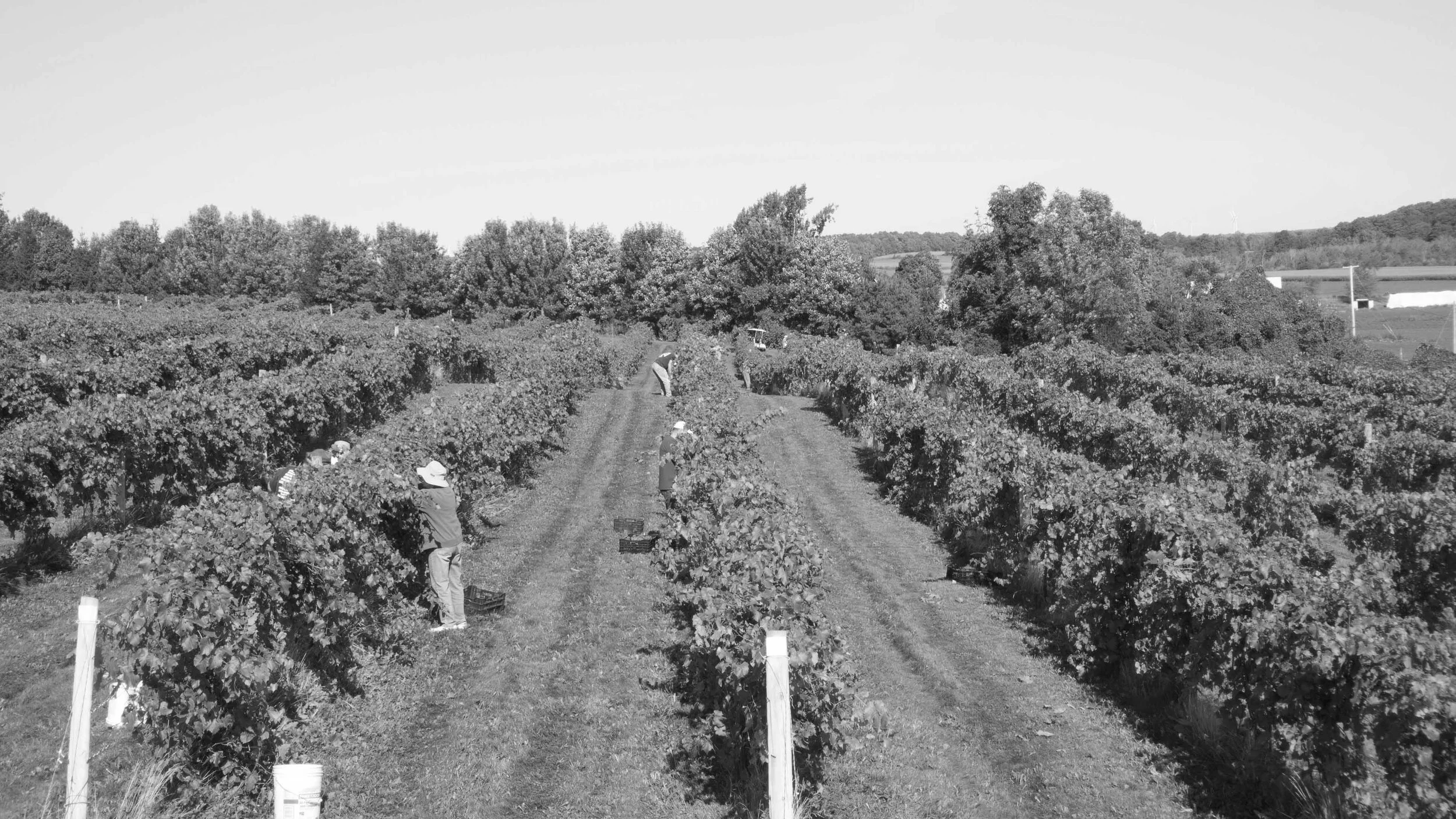 THV_Harvest1BW.jpg