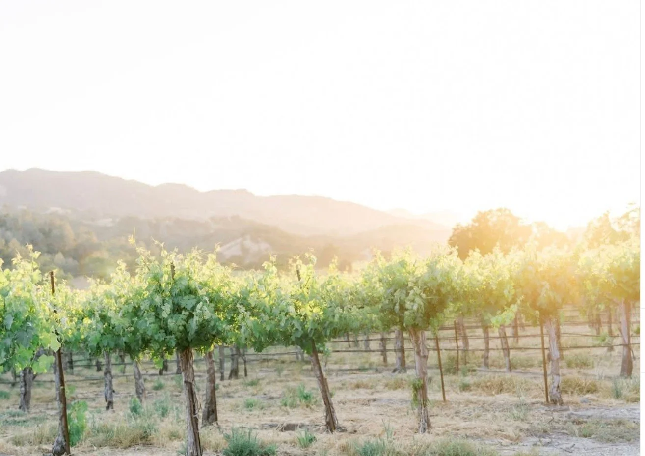 When the sun hits these vines just right, it&rsquo;s pure magic&mdash;one of those moments few ever get to see. Bring that same magic to your wedding day and book your date with us today. 💍⁠
⁠
Venue: @ancientpeaksbarn + @smrv_event⁠
Coordinator: @id