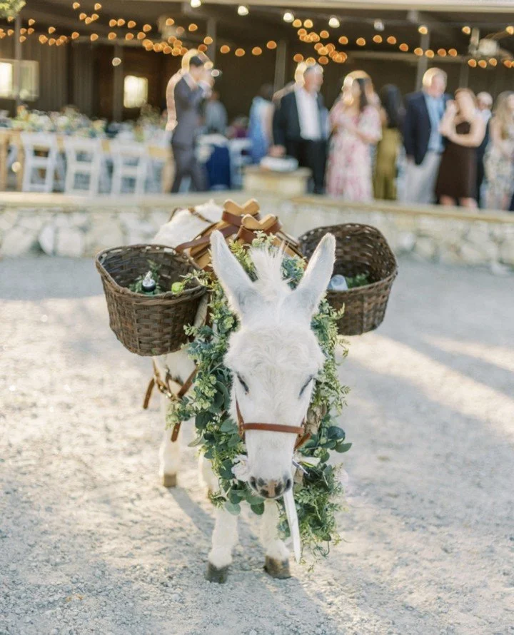 Beer burros? Always.⁠
Because nothing says celebration quite like a four-legged friend delivering the drinks. 🐴