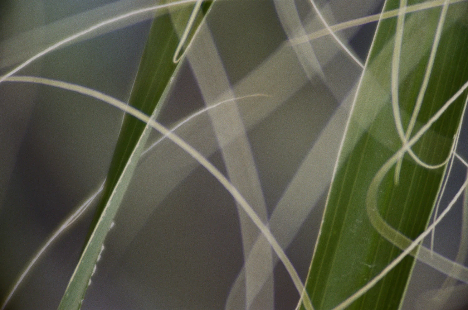 Untitled (palm 6, University Hospital)