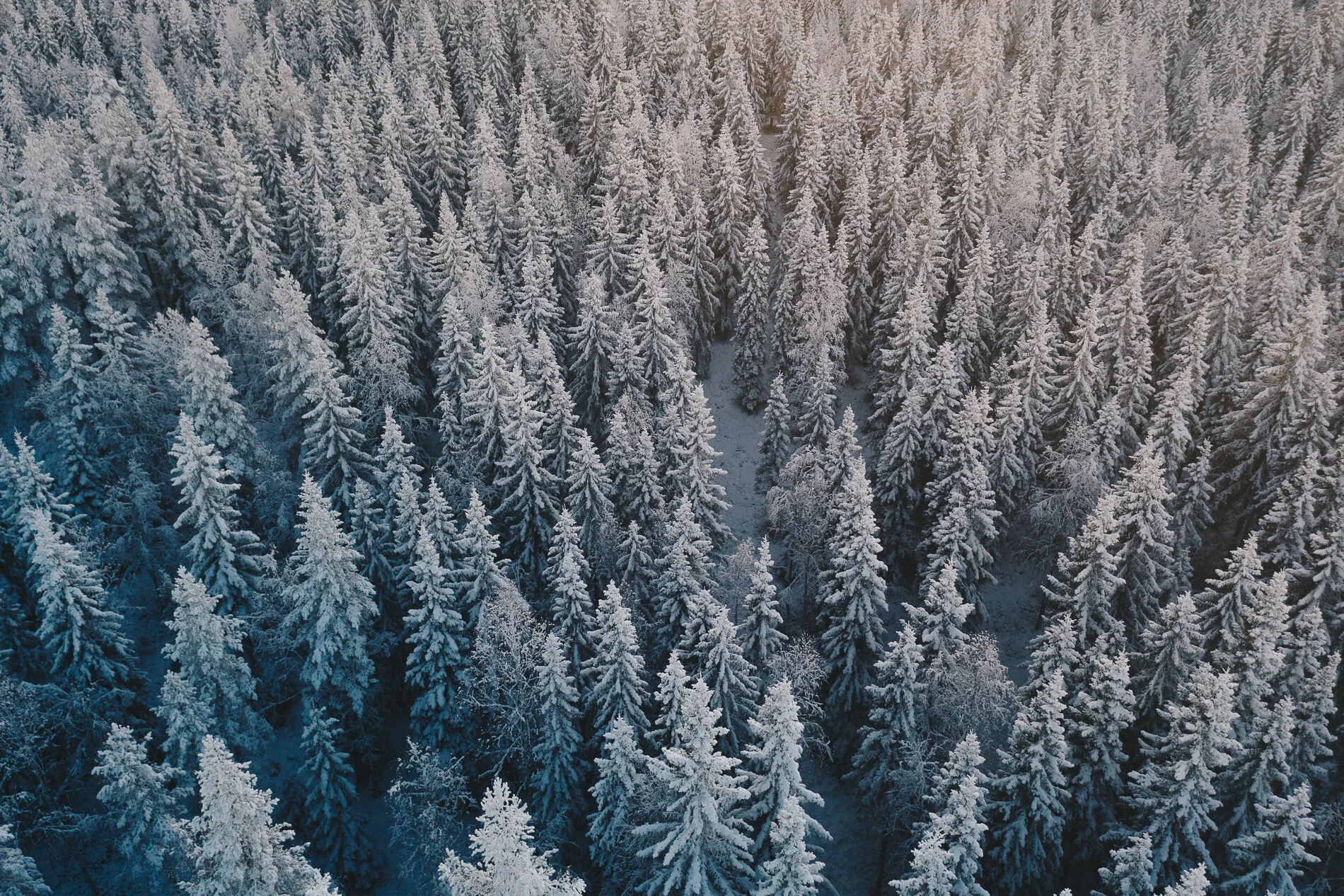 20191028_DJI_0468.jpg