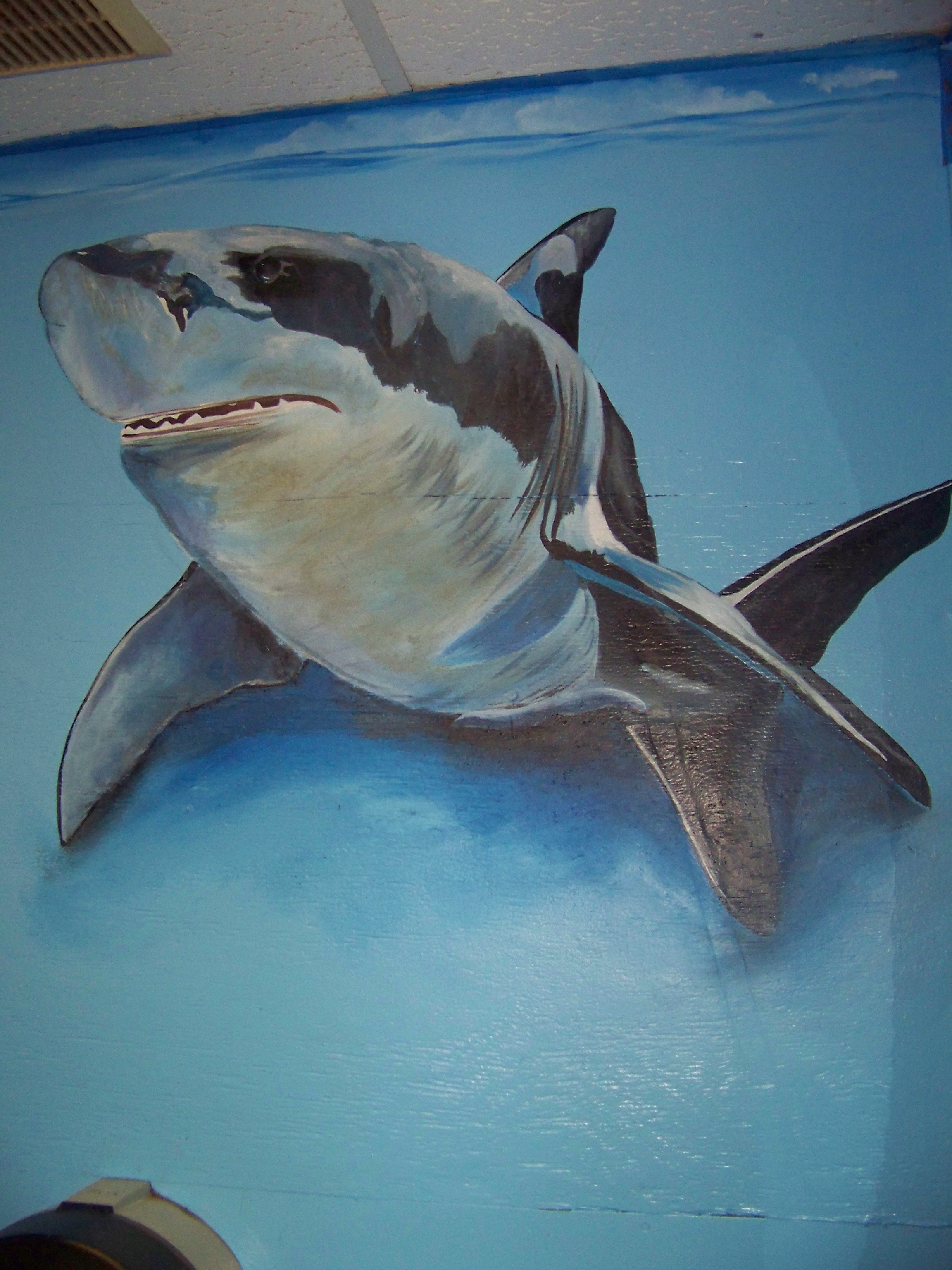 2012_BPMS_SHARK_DETAIL.JPG