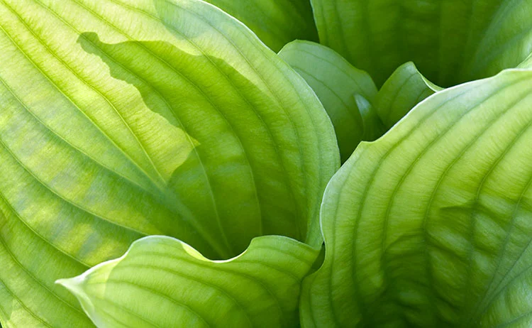 Hosta_2369.jpg