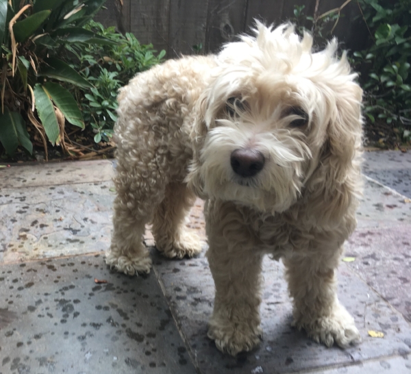 Rio in our short burst of rain.