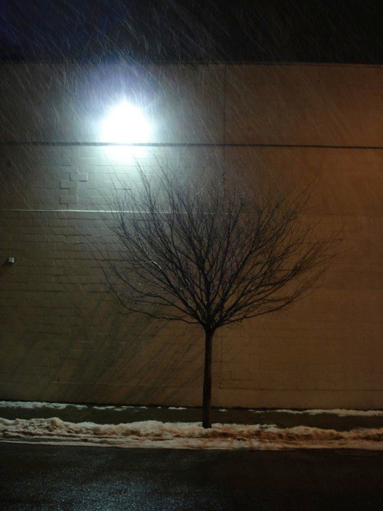 tree-with-moon.jpg