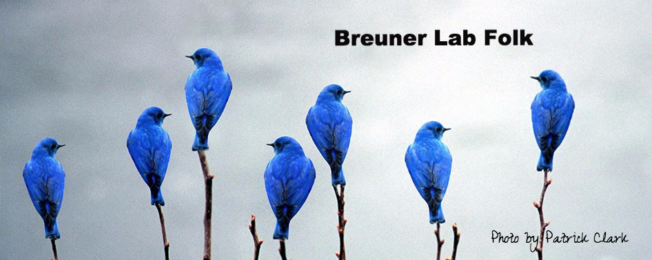 posing bluebirds.jpg