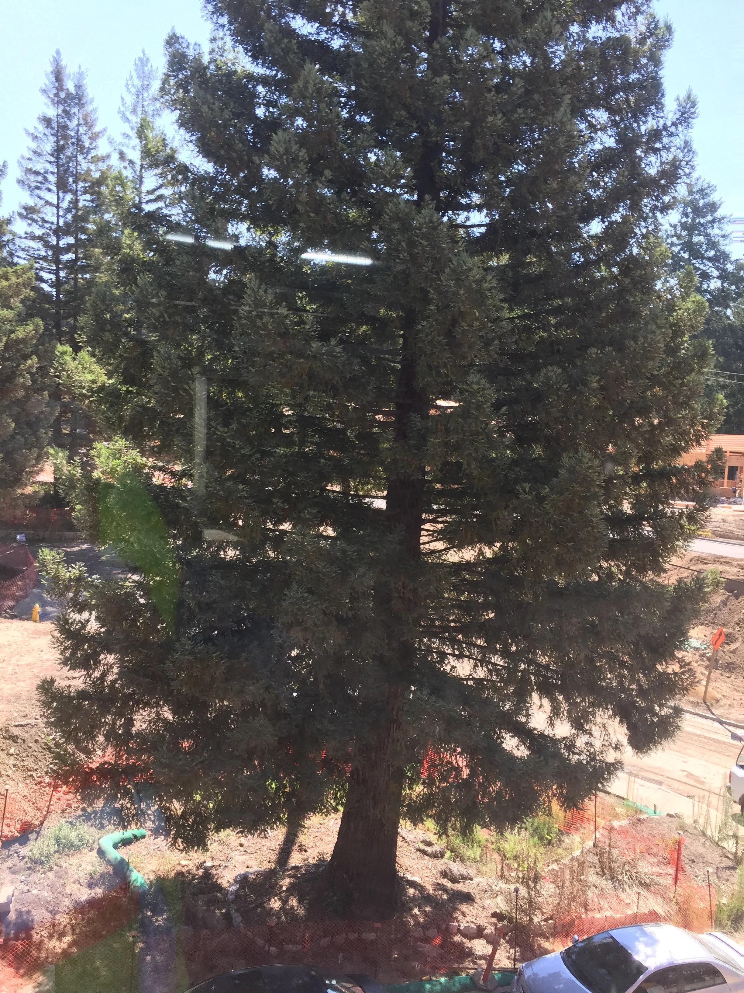 Plants native to the site, including mature redwoods, were carefully preserved and included in the campus landscape plan.