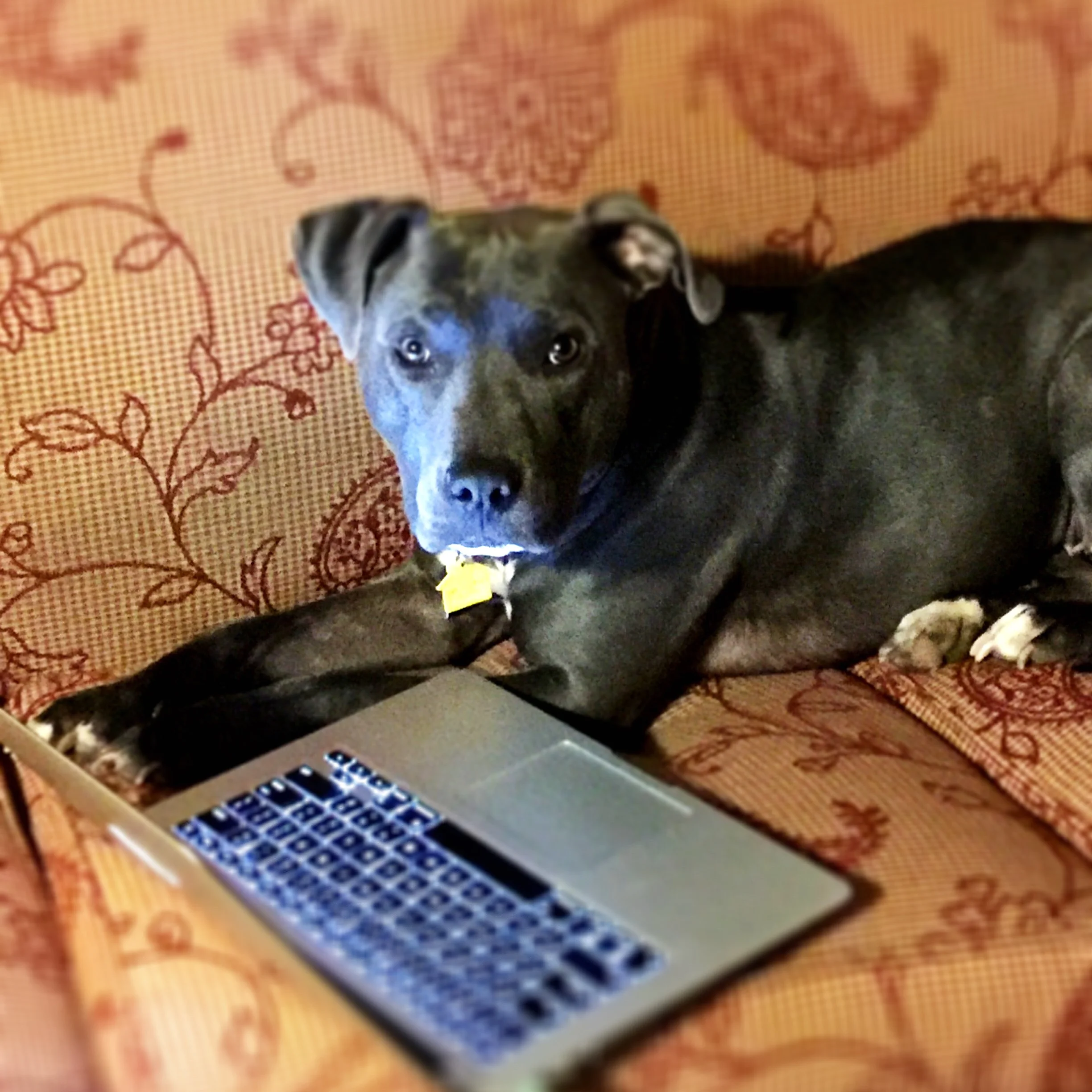 Adams dog Bluebell