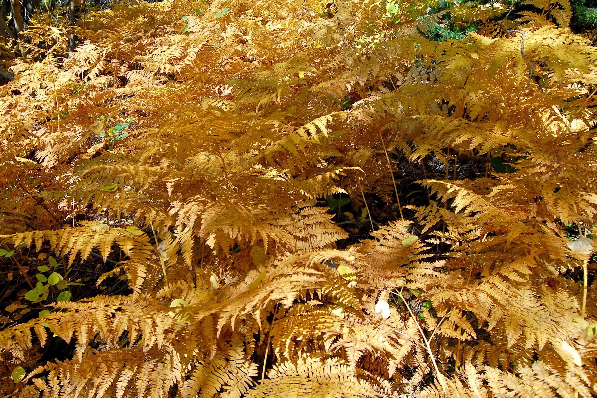 fall ferns.jpg