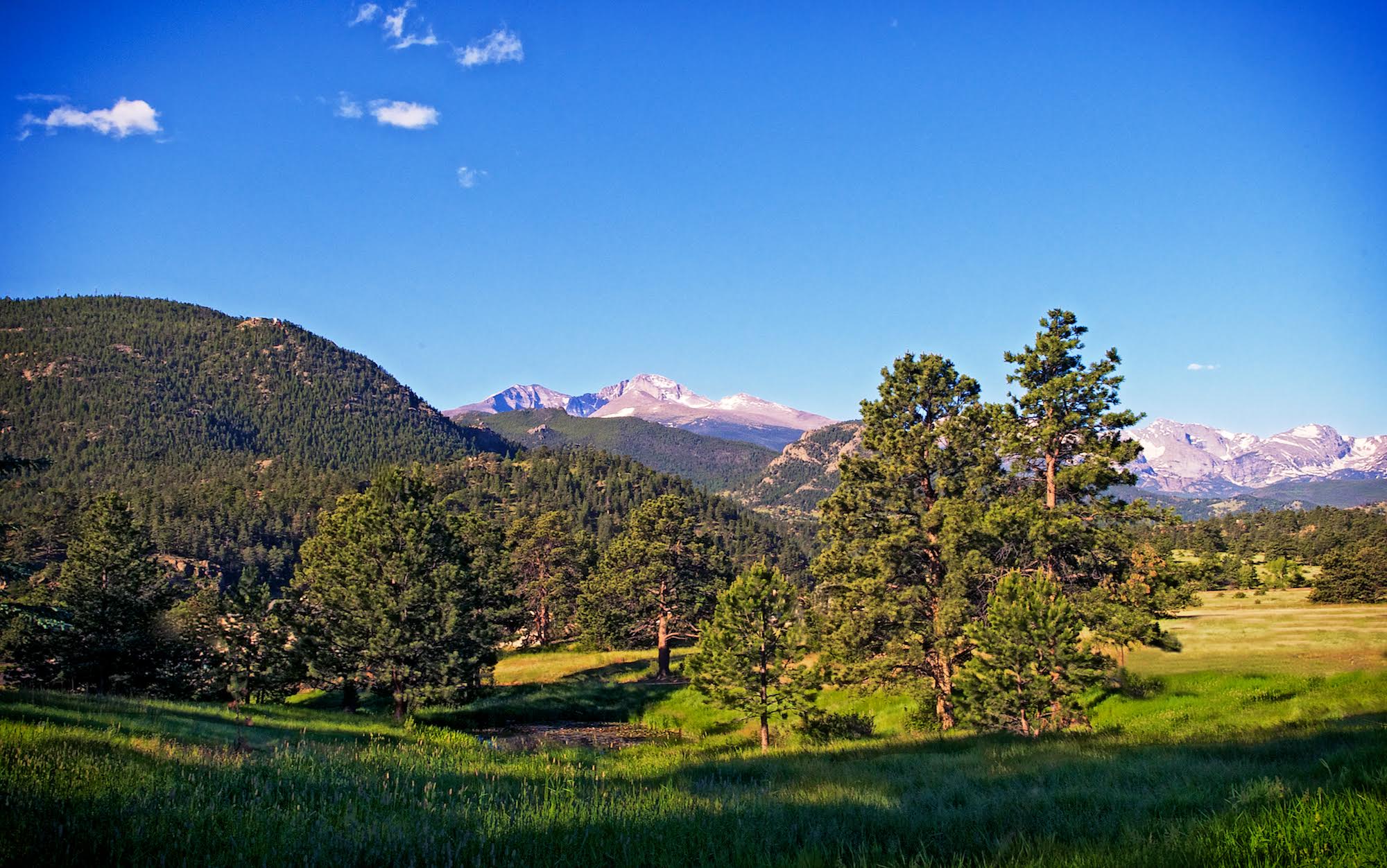 spring green meadow.jpg