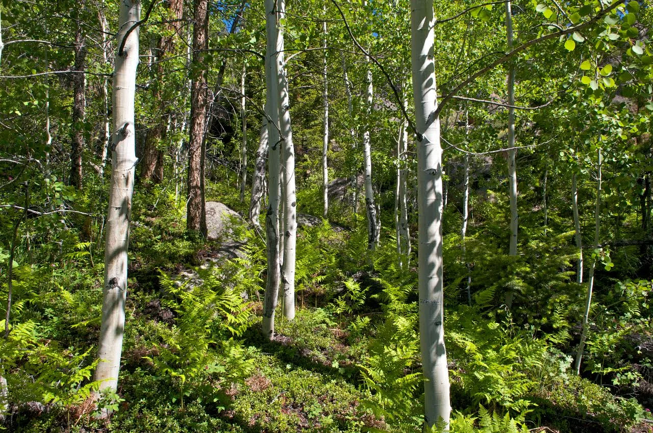spring aspens.jpg