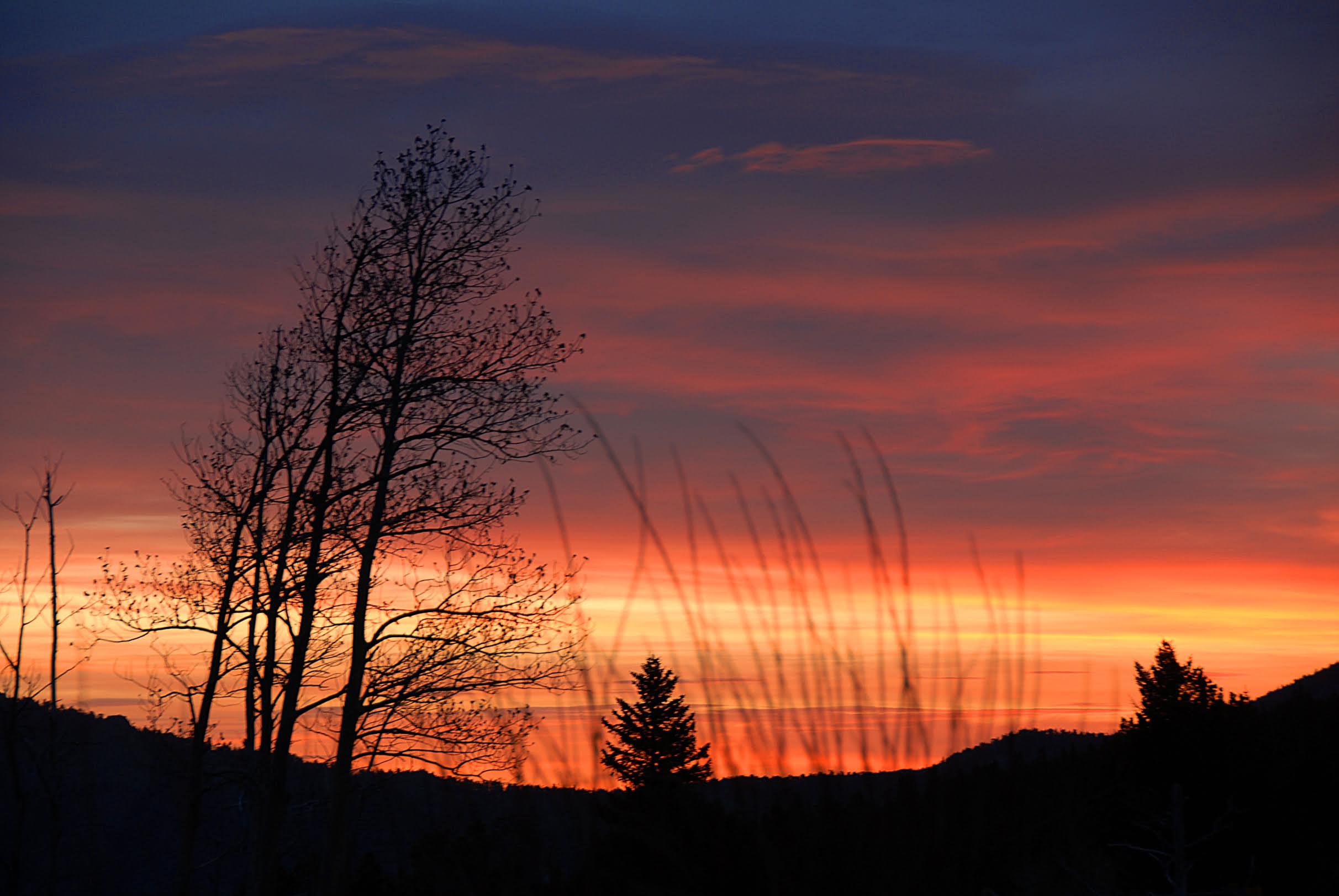 wheat sunset.jpg