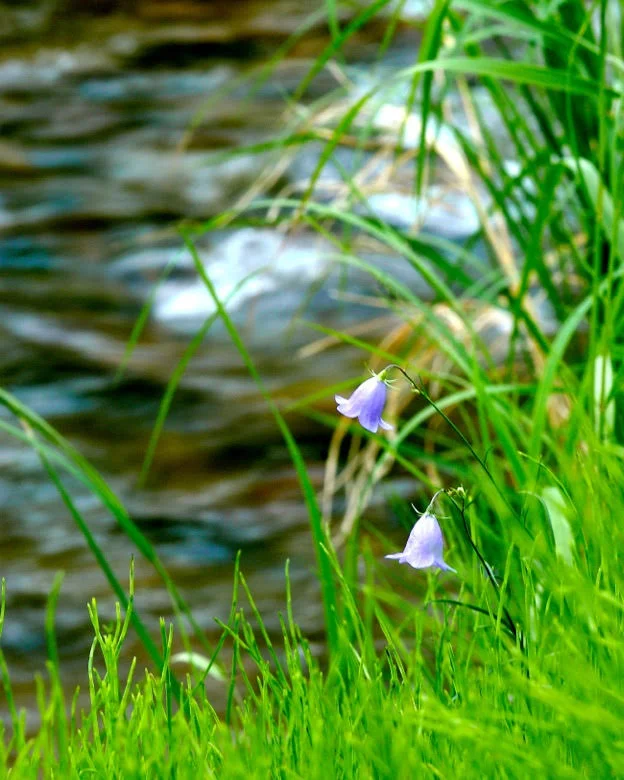 bluebonnet.jpg