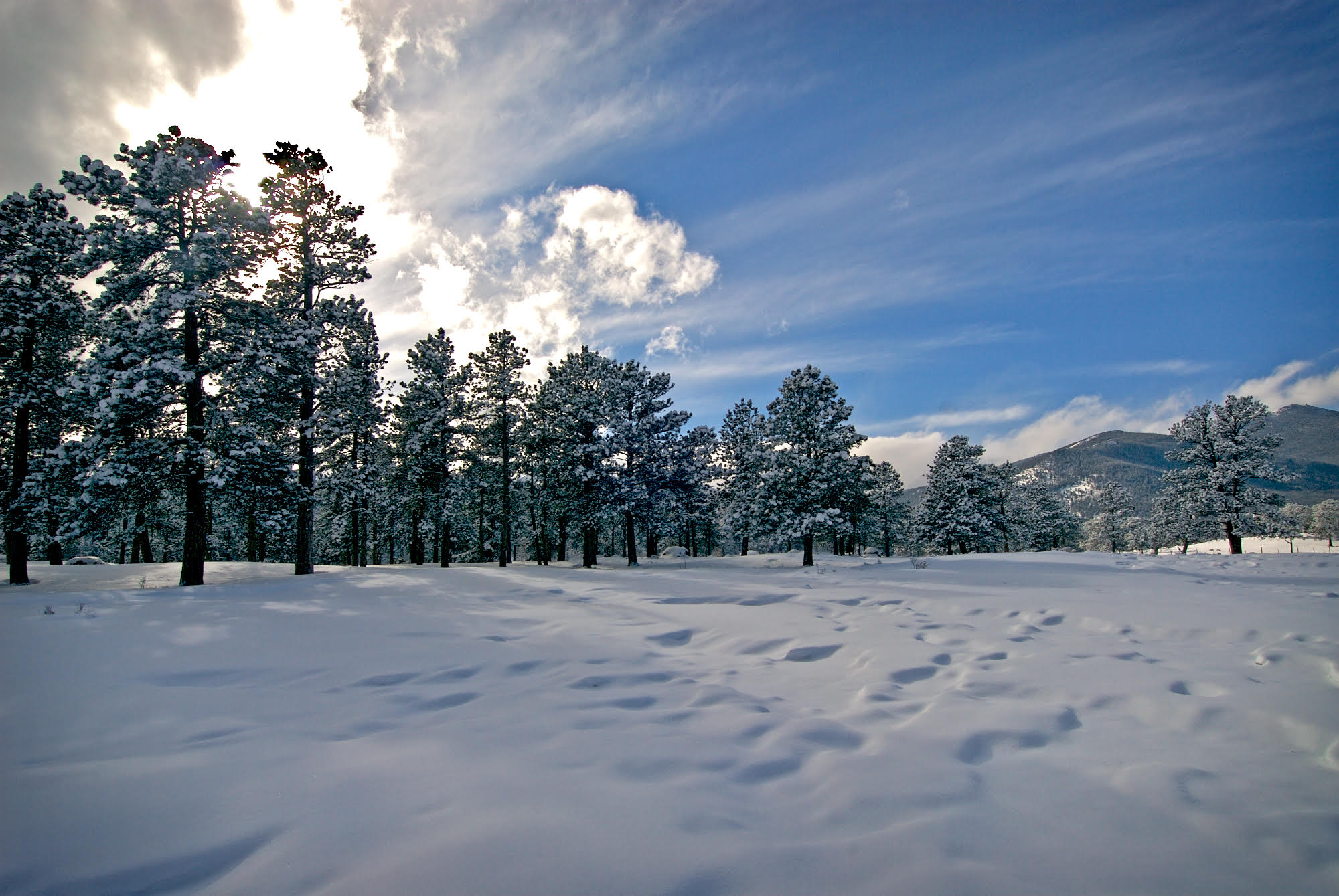 snow trees.jpg