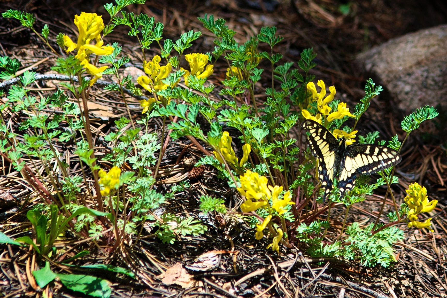 ER Rocky Mountain Butterfly.jpg