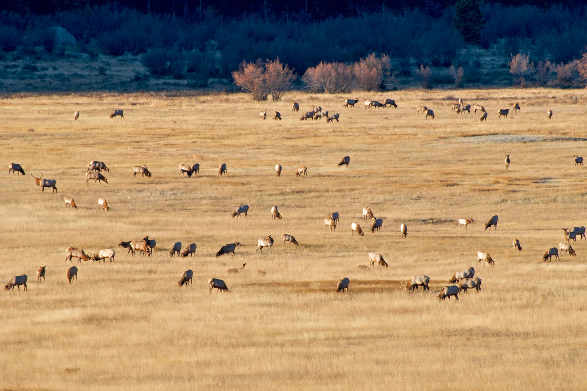 ER Wapiti Field.jpg
