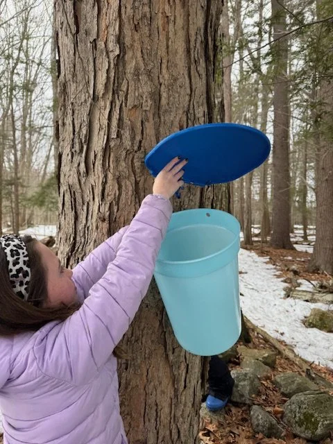 maple sugaring 4.jpeg