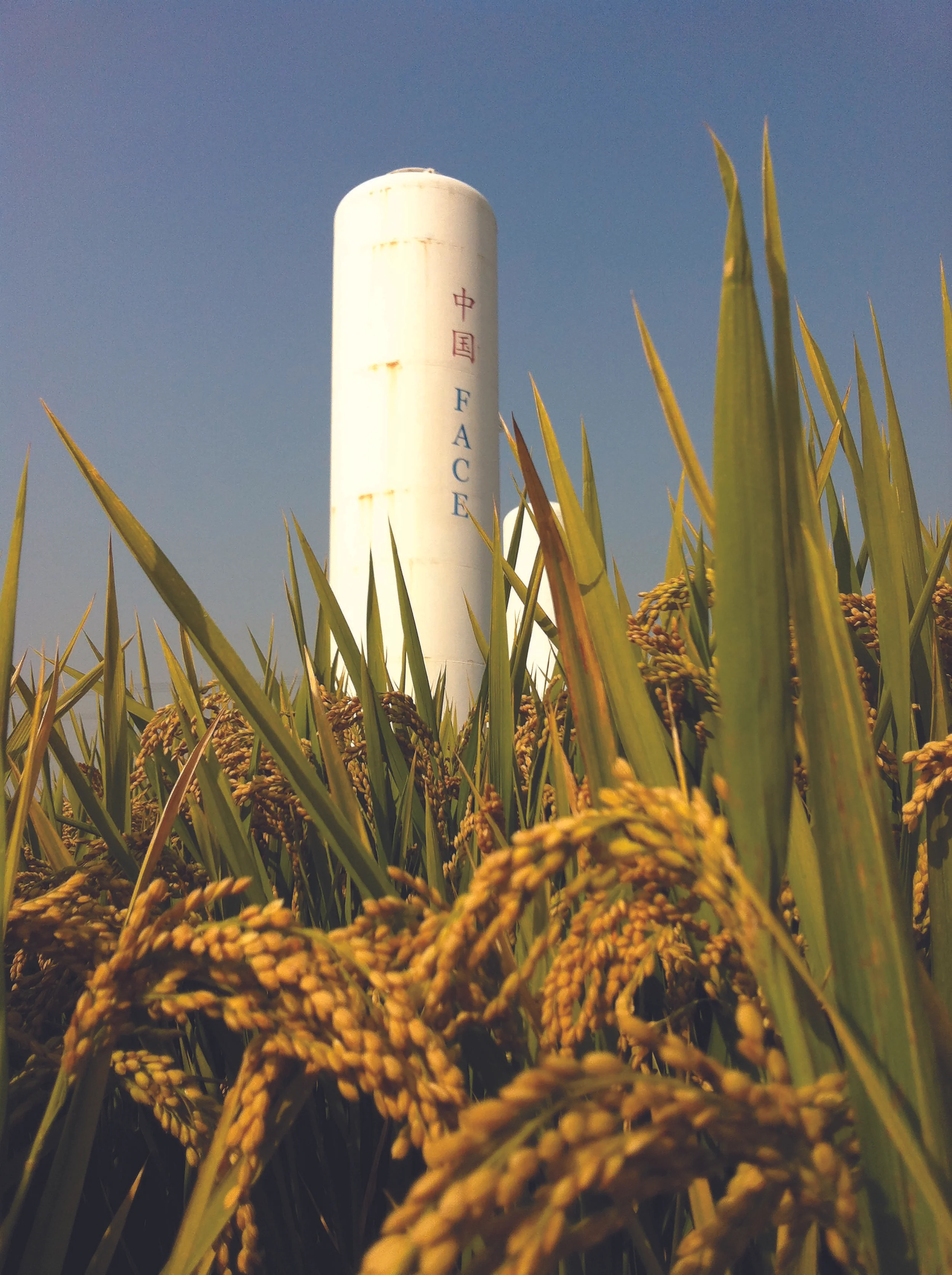 Enormous tanks of carbon dioxide distribute carbon dioxide gas to rice and wheat crops as part of a global warming research project by China’s Nanjing University and UTEP Chair of the Department of Chemistry Jorge Gardea-Torresdey, Ph.D. Photo courtesy of Nanjing University