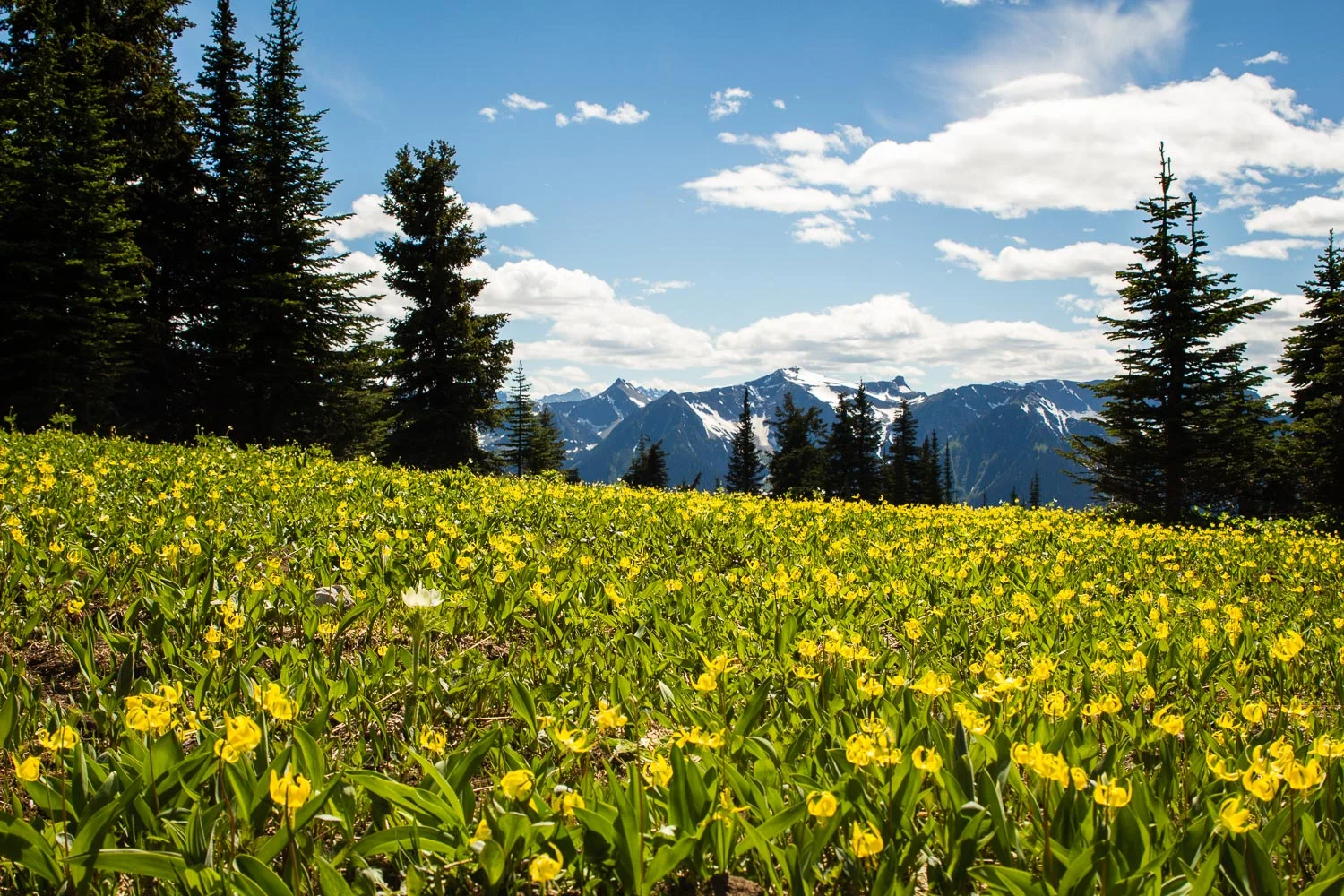 Lily-meadows-valemount-bc.jpg