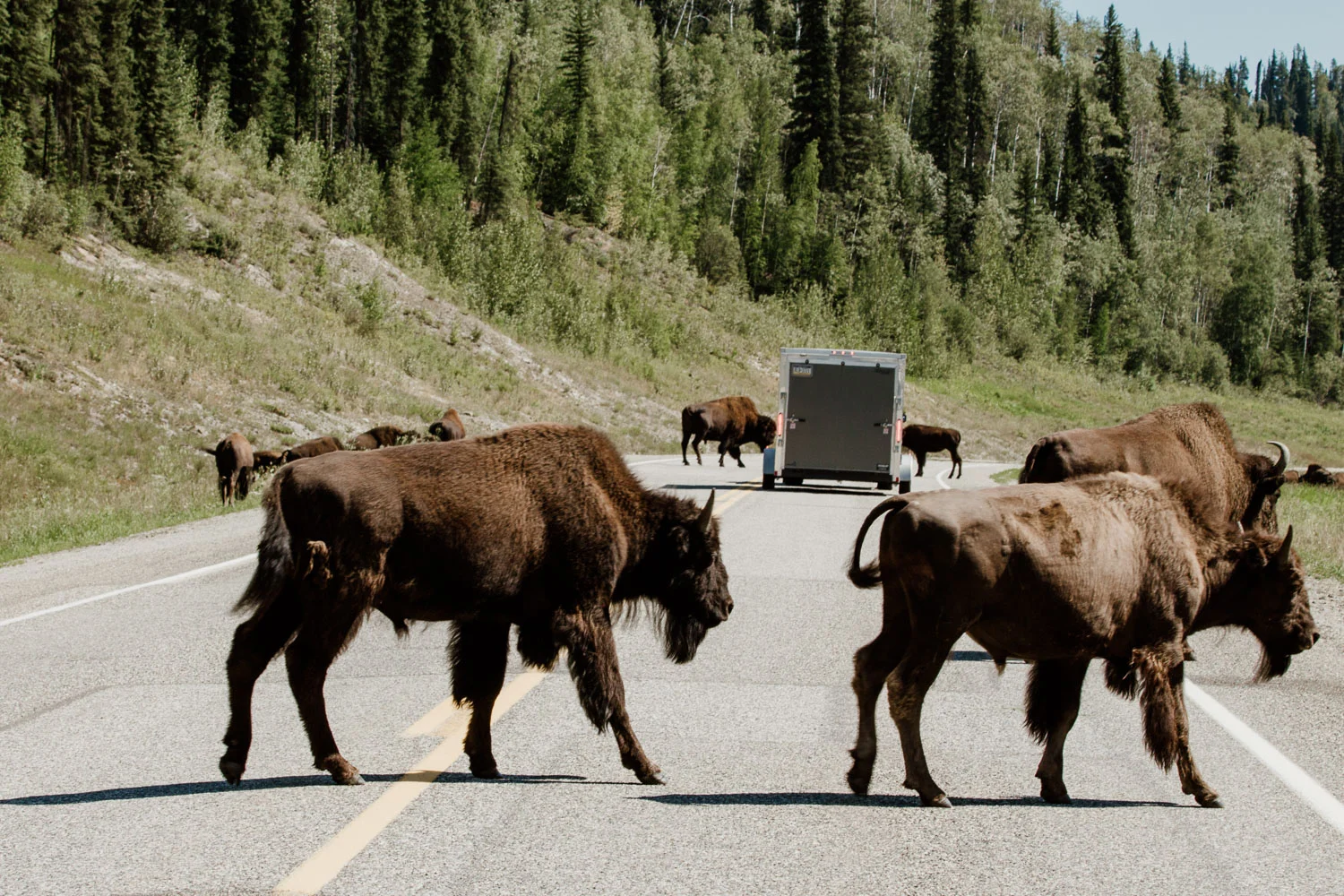 bison-alaska-highway.jpg