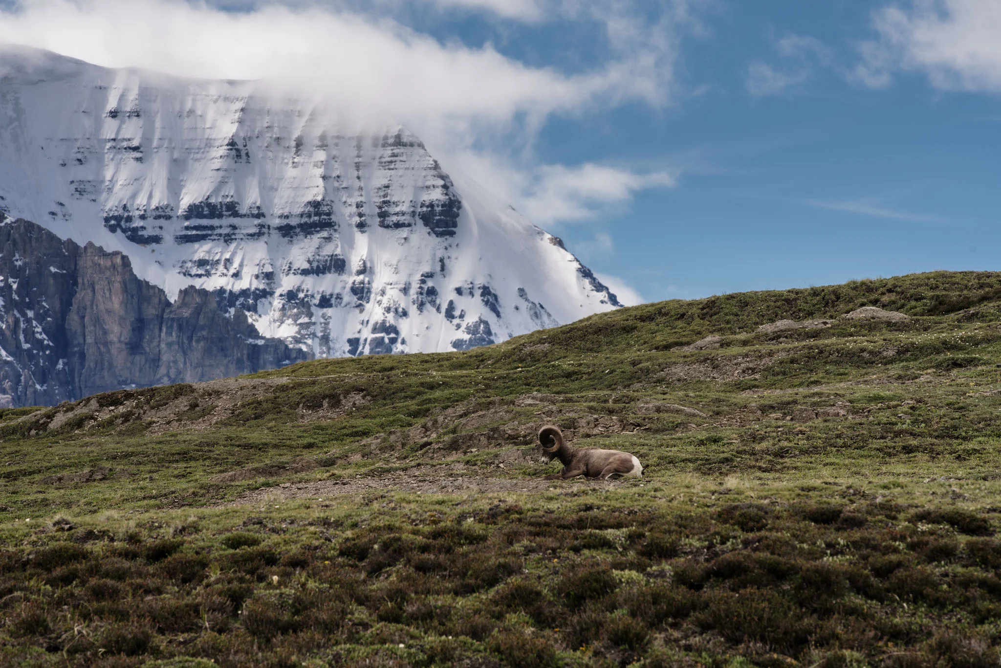 wilcox-pass-sheep.jpg