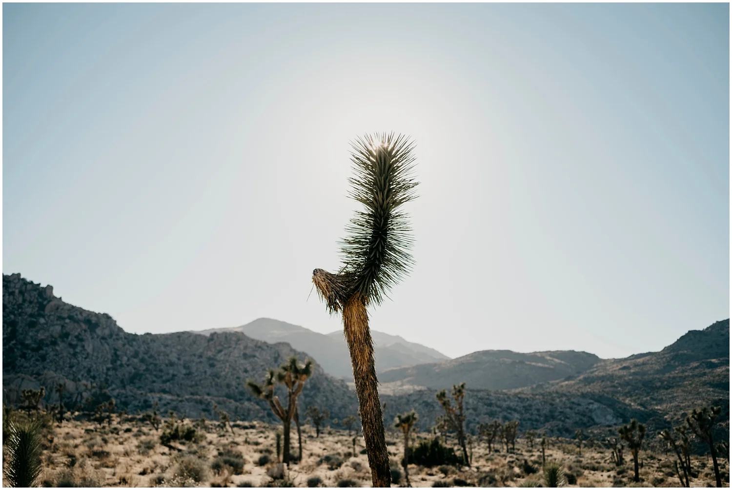 Joshua Tree Lifestyle Engagement 005.jpg