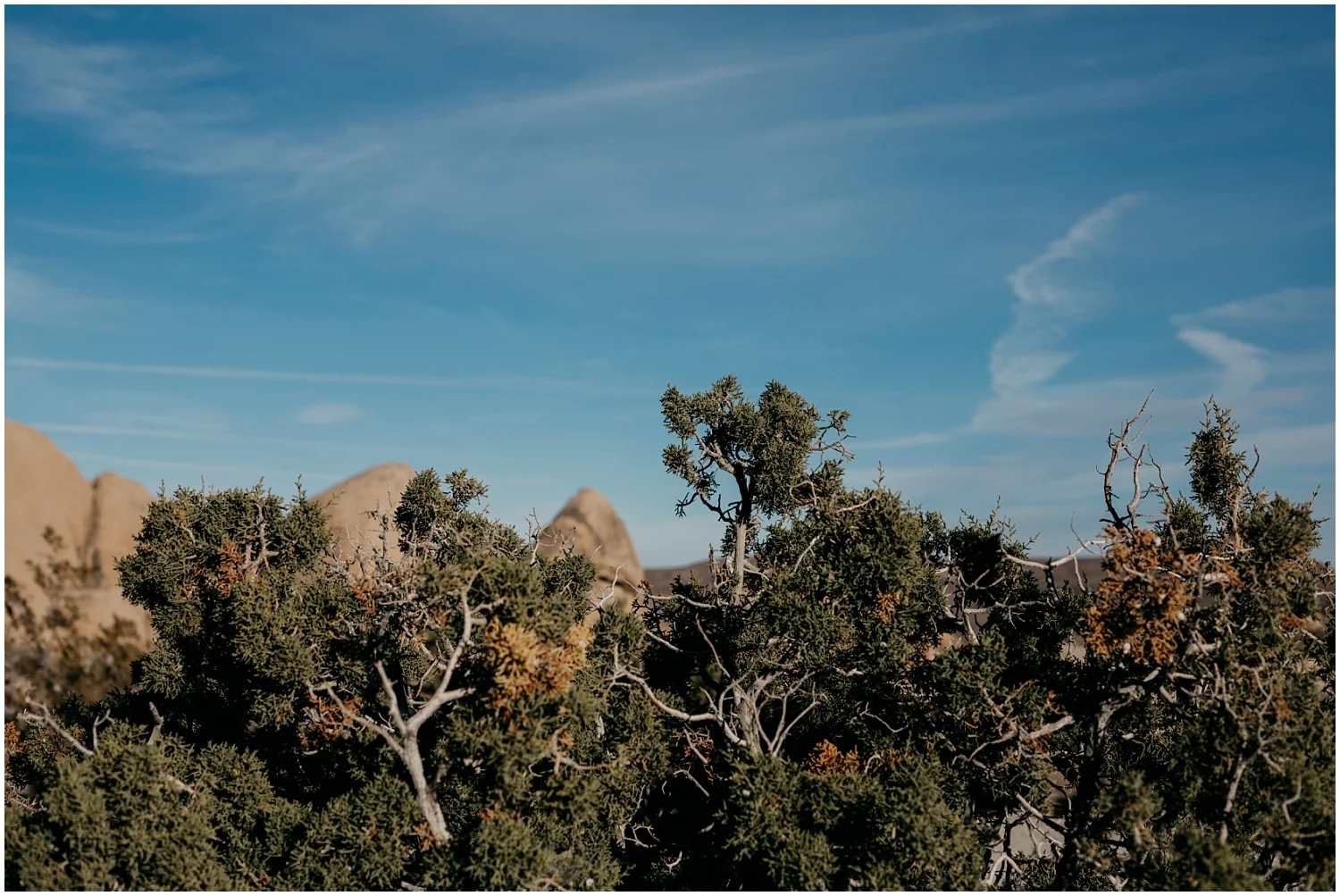 Joshua Tree Engagement 001.jpg