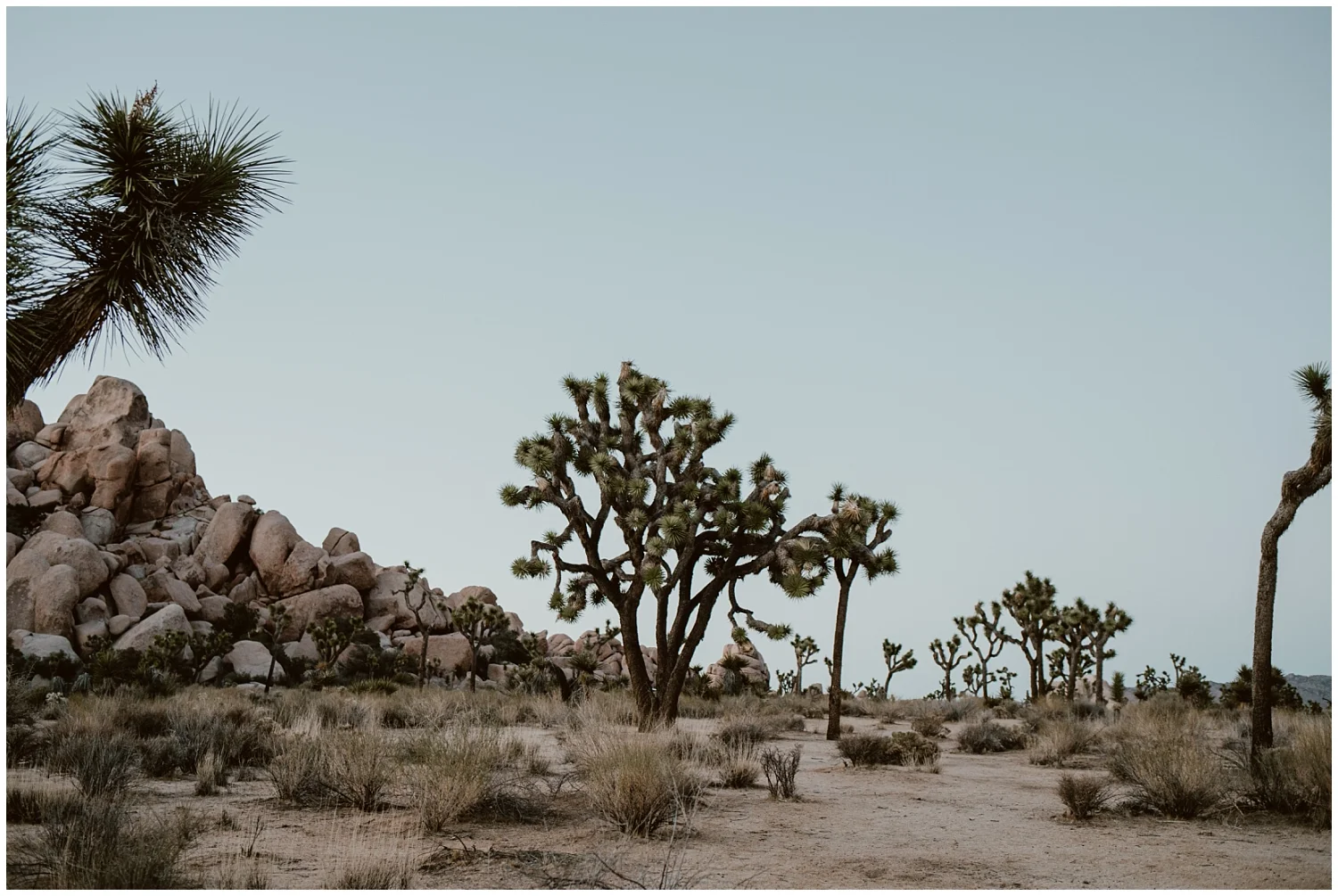 Joshua-Tree-Elopement-0047.jpg