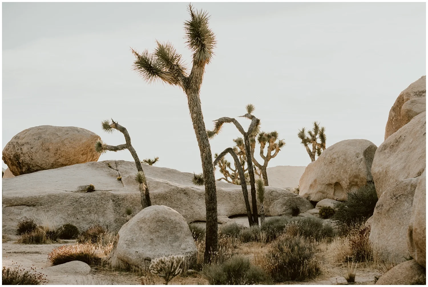 LGBTQ-Joshua-Tree-Elopement 0017.jpg