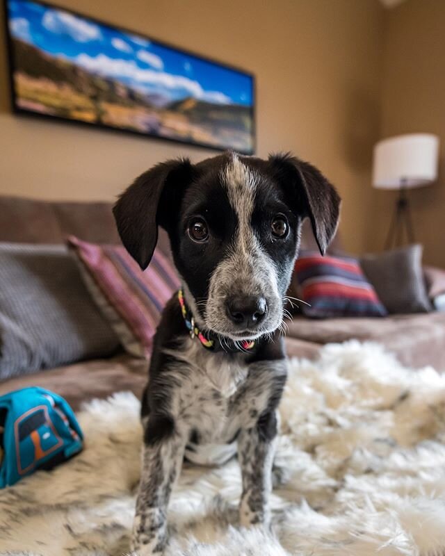 In times like these, it&rsquo;s best to find something that distracts you from all the negativity in the news. @Kellie.Danielle_ and I decided little Arya would be the best way to keep our minds at ease. #BestDecisionEver 😍