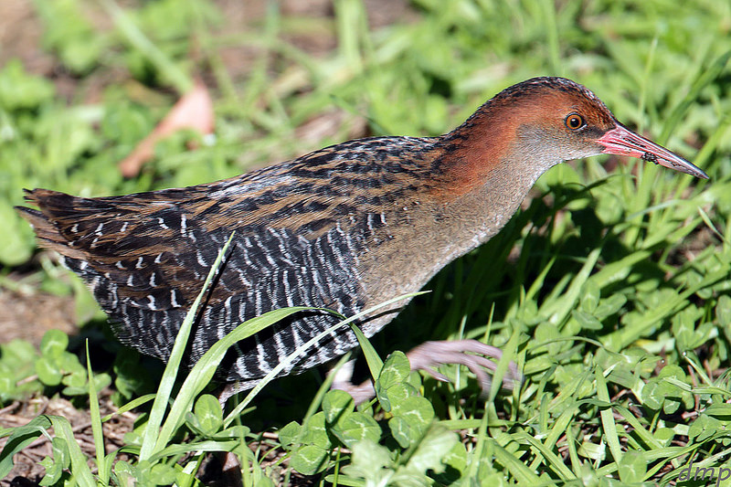 Lewin's Rail