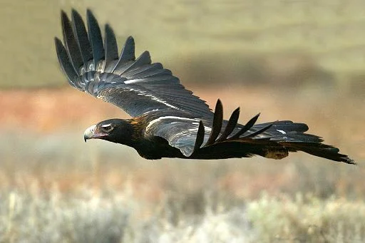 Wedge-Tailed Eagle