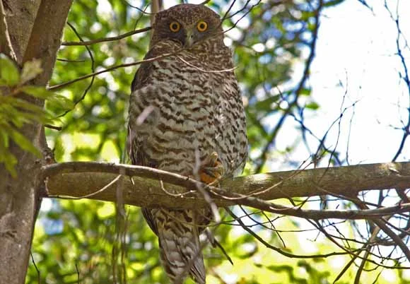 Powerful Owl