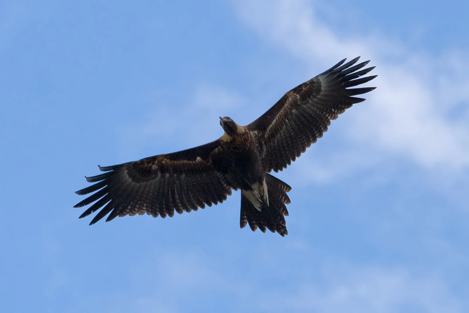 wedge-tailed eagle in flight