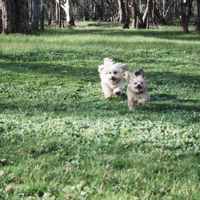 💖💙🌈
V A L E N T I N E
There are days that become &lsquo;time markers&rsquo; for the passing years... Each Valentines Day I remember these two little souls who are forever etched in mine.
4 years on...
This is how I like to imagine them - running and playing on the other side of the rainbow bridge. 
Tobias Orinoco 💙 Toby
Audrey Miep 💖 Audie