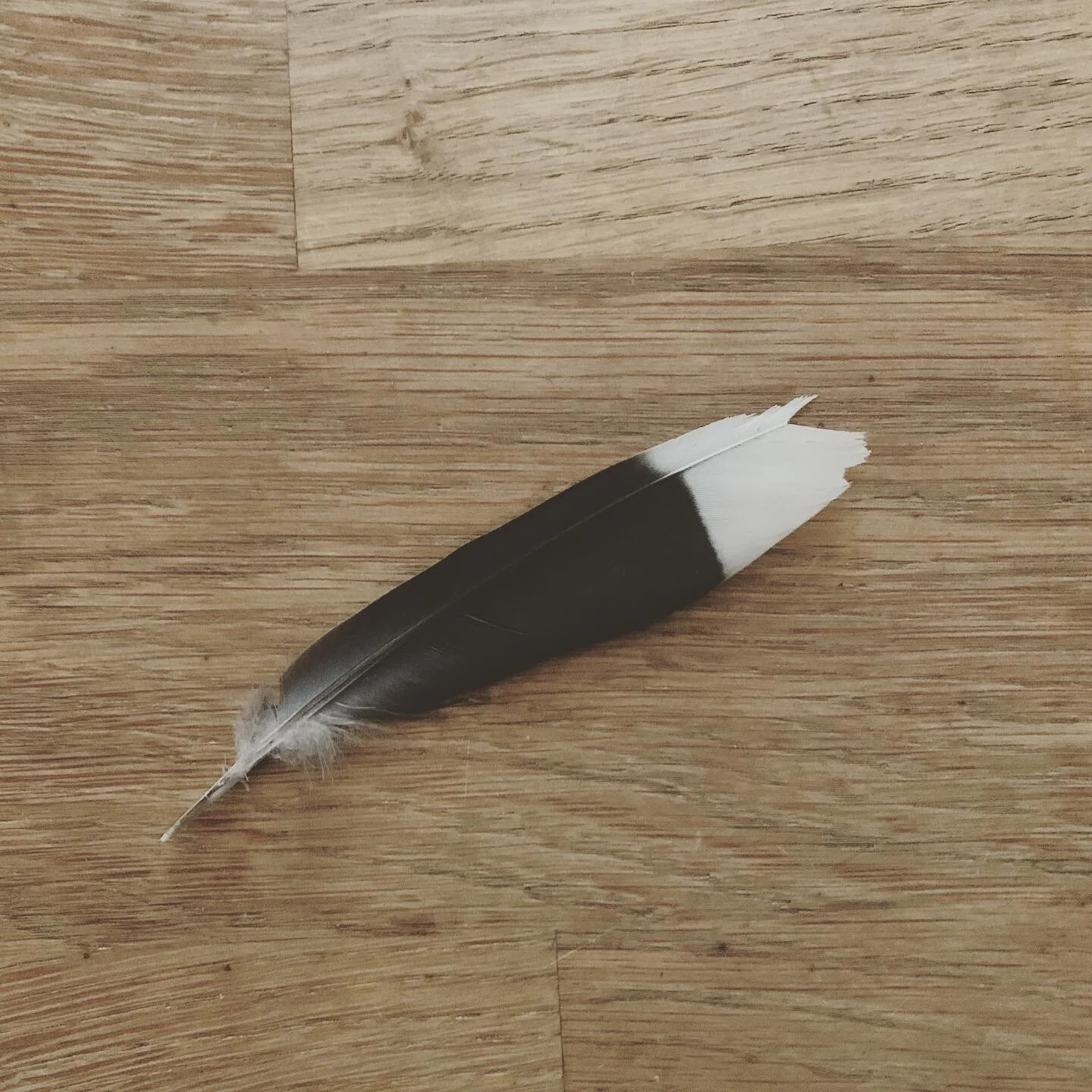 🪶 🌈
A black and white feather indicates &lsquo;change is coming&rsquo;...
#foundsigns