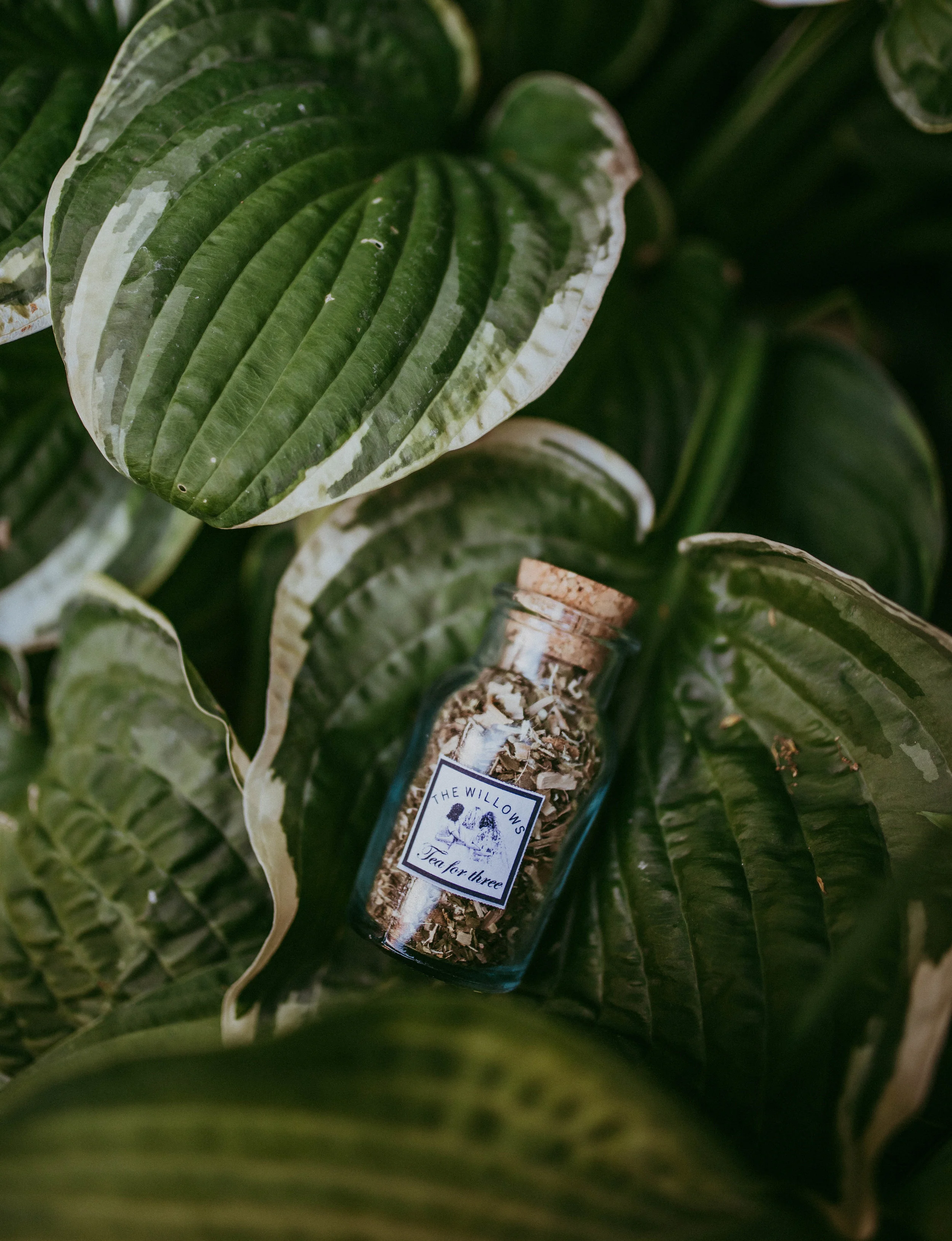 A small glass bottle filled with herbs, sealed with a cork, labeled "The Willows" on green hosta leaves.